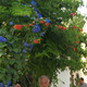 Panayiotis, 80